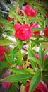 Red mini rose plants in my garden Royalty Free Stock Photo