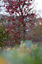 Red miniature apples on a tree branch