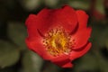 Red Miniature Floribunda Rose Gizmo Rosa flower Royalty Free Stock Photo