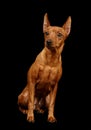 Red Miniature Pinscher Royalty Free Stock Photo