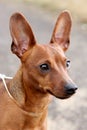 Red Miniature Pinscher Royalty Free Stock Photo