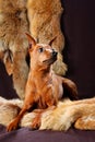 Red Miniature Pinscher Royalty Free Stock Photo