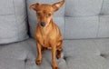 Red Miniature Pinscher Cute Dog Royalty Free Stock Photo
