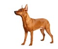 Red Miniature Pinscher isolated on white Royalty Free Stock Photo