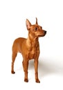 Red Miniature Pinscher loking up Royalty Free Stock Photo