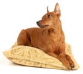 Red Miniature Pinscher lying on the pillow Royalty Free Stock Photo