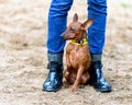 Red Miniature Pinscher sitting between  legs of owner shod with black gumboots on sandy background Royalty Free Stock Photo