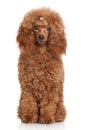Red Miniature poodle Royalty Free Stock Photo
