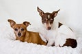 Red minpin and rat terrier dogs Royalty Free Stock Photo