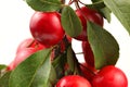 Red mirabele plums Prunus domestica on a tree branch with white background. Close up detail Royalty Free Stock Photo