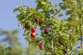 Red mirabelle cherry plums - Prunus domestica syriaca lit by sun, growing on wild tree.