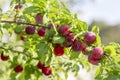 Red mirabelle cherry plums - Prunus domestica syriaca lit by sun, growing on wild tree.