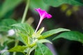 Red mirabilis jalapa, or four o'clock flower, the mirabilis plant is available in a variety of colors.