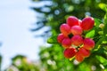 Red Miracle fruit on the tree with green leaves, isolated with blurred background.