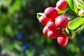 Red Miracle fruit on the tree with green leaves, isolated with blurred background.