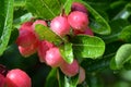 Red miracle fruitSynsepalum Dulcificum on a tree with green leaves separated with a blurred background.