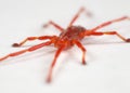 Red mite Royalty Free Stock Photo