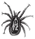 Red Mite or Dermanyssus gallinae, vintage engraving