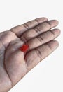 RED MITE ON A HAND Royalty Free Stock Photo