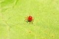 red mite on plant Royalty Free Stock Photo