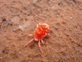 Red mite Trombidiformes Royalty Free Stock Photo
