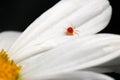 Red Mite White Petal 01 Royalty Free Stock Photo