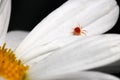 Red Mite White Petal 03 Royalty Free Stock Photo