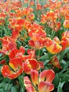 Red mixes Yellow tulips Blossoming, blooming beautifully in the garden.