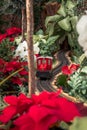 Red model train running through poinsettias in a holiday display in a greenhouse Royalty Free Stock Photo