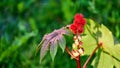 Red moelleux flower. Summer in Tomsk Siberia. Royalty Free Stock Photo