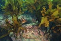 Red moki hiding among kelp Royalty Free Stock Photo