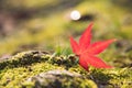 Red Momiji maple leaf on the green moss and rock. Nature and Travel concept Royalty Free Stock Photo