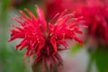 Red monard flower on a blurry background Royalty Free Stock Photo