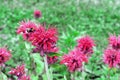 Red Monarda, bee balm or bergamot in the summer garden