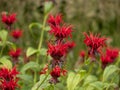 Red Monarda or bee balm, flowering in a garden