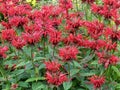 Red Monarda bee balm flowers in a garden Royalty Free Stock Photo