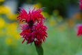 Red Monarda Bee Balm Horsemint flowers on green soft background Royalty Free Stock Photo