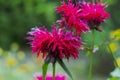 Red Monarda Bee Balm Horsemint flowers on green soft background Royalty Free Stock Photo