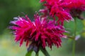 Red Monarda Bee Balm Horsemint flowers on green soft background