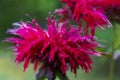 Red Monarda Bee Balm Horsemint flowers on green soft background Royalty Free Stock Photo