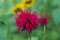 Red Monarda Bee Balm Horsemint flowers on green soft background