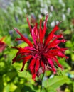 Red Monarda - Beebalm