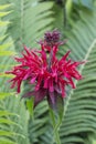 Red monarda flower in the garden Royalty Free Stock Photo