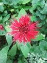 Red monarda flower Royalty Free Stock Photo