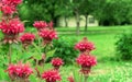 Red monarda flowers. Bergamot herb, American lemon balm, Indian nettle, Oregon tea, bee balm, horse mint