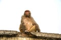 A monkey sitting on a stone slab on a white background.