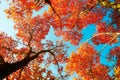 The red mono maple and cyan sky autumn