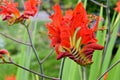 Red Montbretia Flower Anthers 01