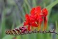 Red Montbretia Flower Anthers 03