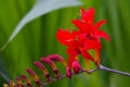 Red Montbretia Flower Anthers 06